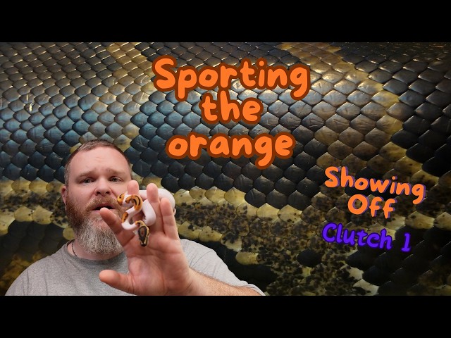 2024 Ball Python babies: Showing off Clutch 1