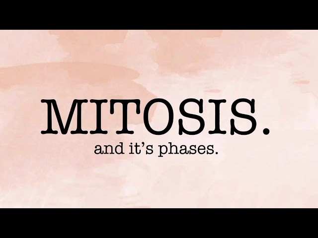 MITOSIS AND IT’s PHASES (BACABAC&LUGTU)