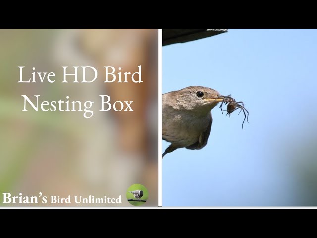 (New)🔴LIVE House Wren Nesting Box! How many eggs will there be?