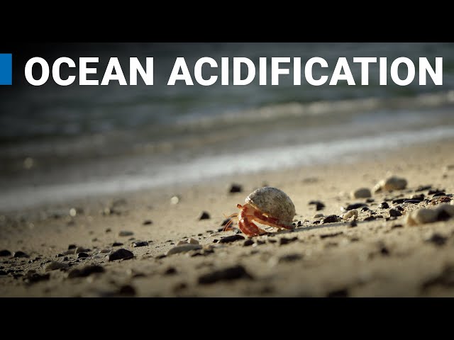 Ocean Acidification