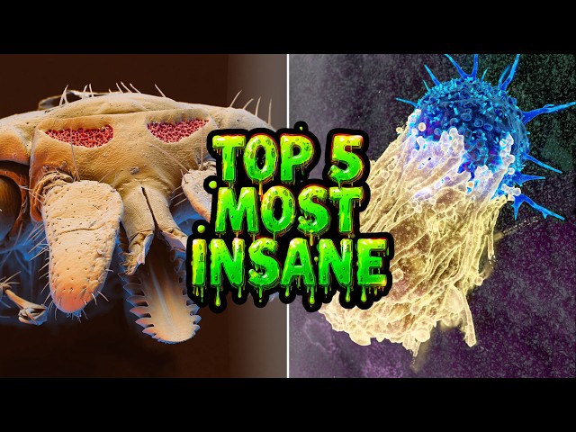 Top 5 INSANE things to look at under a MICROSCOPE!