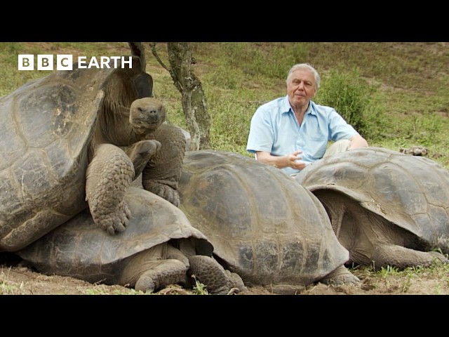 The Secret Lives Of Cold-Blooded Animals | BBC Earth | BBC Studios