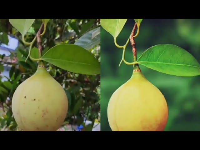 photo editing on Snapseed