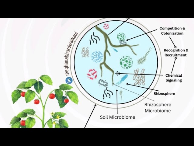 Rhizosphere: A conceptual understanding #Agriculture