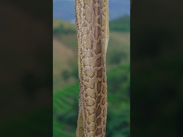 🐍🎻 Un instrumento musical único elaborado con piel de pitón ✨