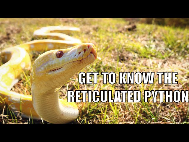 Get to Know the Reticulated Python