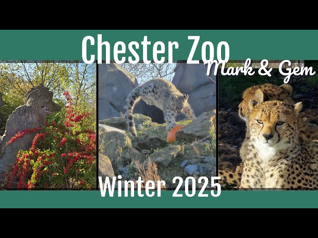 A Winter Trip to Chester Zoo - New Cheetah!