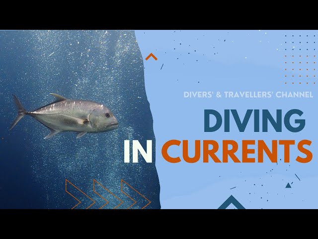 How to dive in Currents | Diving Tips & Tricks
