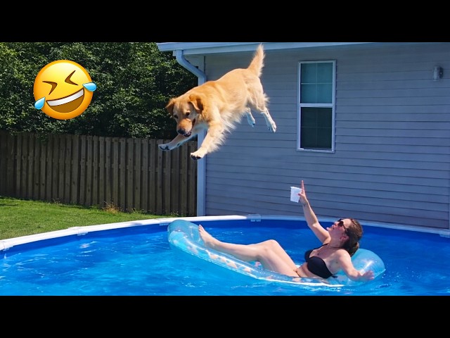 Funniest Animal Videos 2026 😂 Pets Have No Idea How Funny They Are