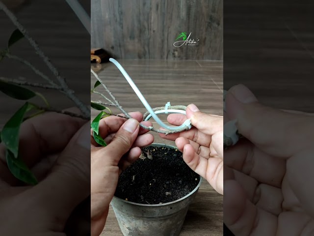 Learn how to safely bend *Ficus kimeng* bonsai material—after 4 months! ‼️ #asmr #bonsai #bonsaitree