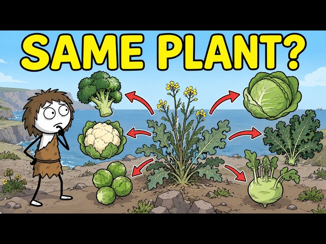 How Did One Plant Become Cabbage AND Broccoli