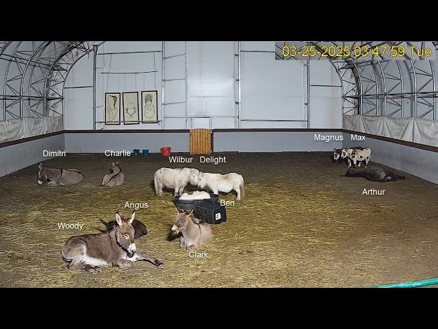 Goldy's Farm Arena Cam