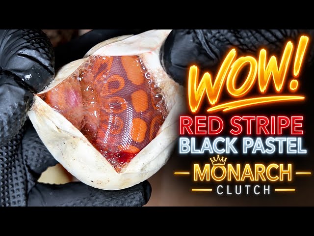 2026 Clutch #11 -Red Stripe Black Pastel Monarch  - “Egg Cutting” - Breeding Ball Pythons #reptiles