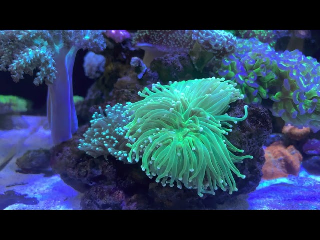 MARHEAN REEF TANK