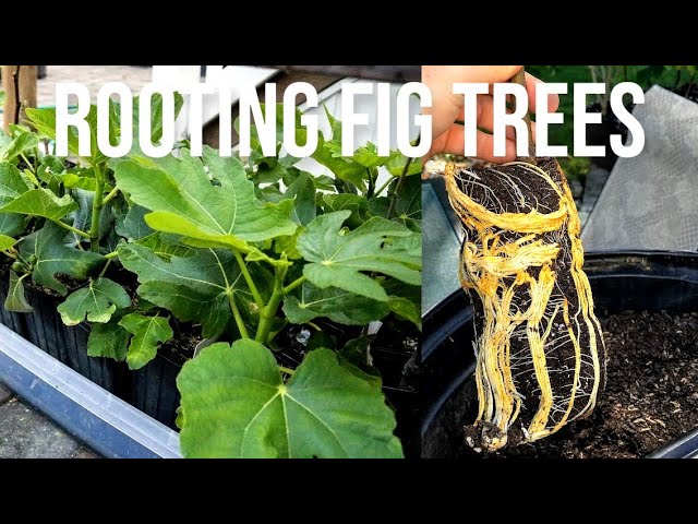 Rooting Fig Trees w/ Pro-Tips & A Step-by-Step Guide to the Fig Pop Method