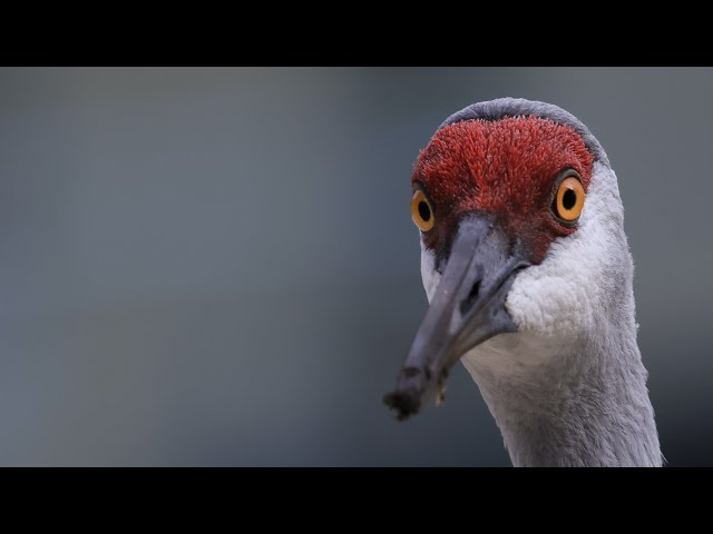 Sandhill Crane | Birds of Central Florida | VR180 8K 3D | Nature Documentary