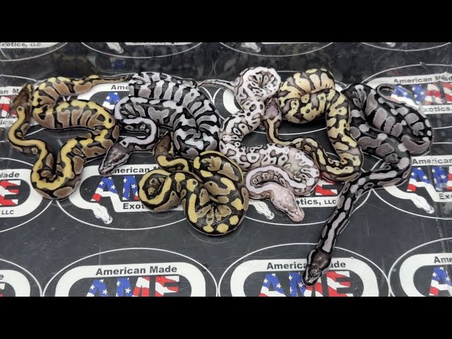 26bpC100 just hatched!
