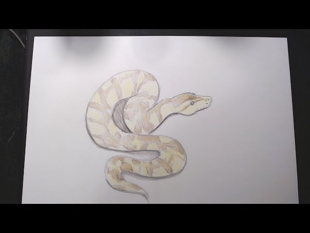 Drawing a Ball Python