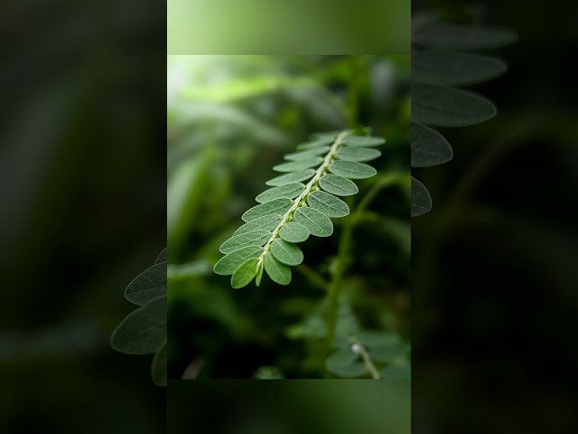 mobile photography 🔥 | pro mode tips and tricks 🔥 #nature #editing #photography #tipsandtrick #viral