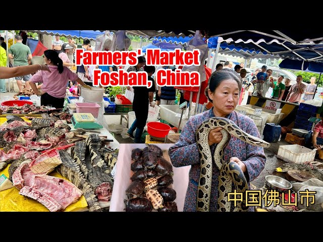 🇨🇳 Snakes, Scorpions, Crocodiles, Frogs & More at Sanzhou market, Foshan Guangdong, China
