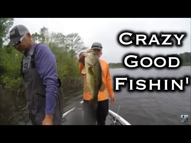 Sam Rayburn Bass Fishing: Crazy Good Bite!!!