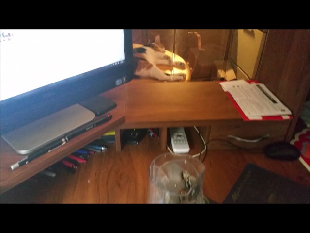 Ruby the Cat's Cameo in "Counting Coins" Part 1