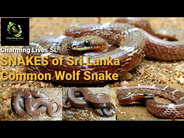 Snakes of Sri Lanka | Common Wolf Snake | Reptiles | Alu Radanakaya | Snakes | behaviors | habitats