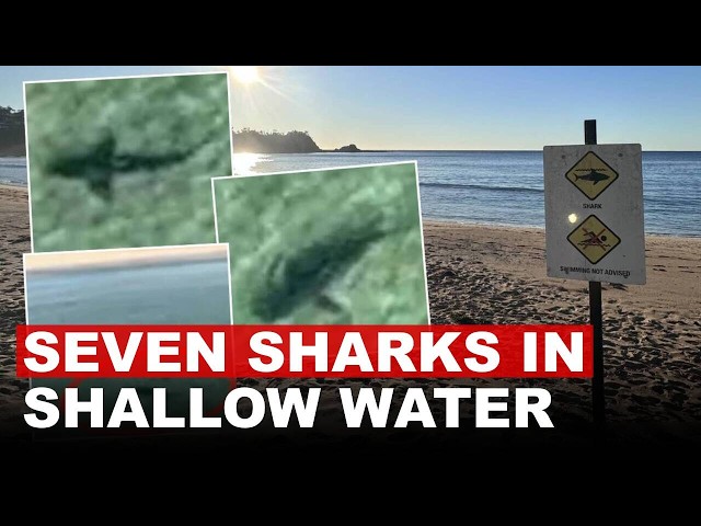 Seven Sharks Force Emergency Closure Of Popular Australian Beach
