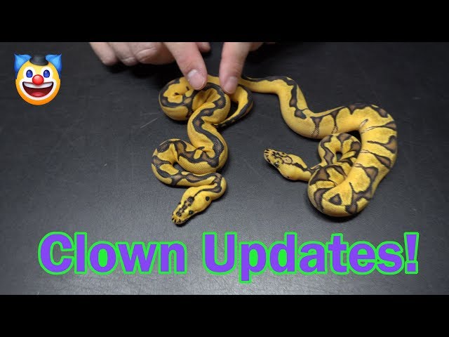 Clown Clutch Update and Orange Dream Ball Python Spotlight