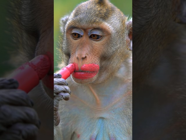 Monkey makeup 🐵💄#viralvideo #funny #shorts #makeup
