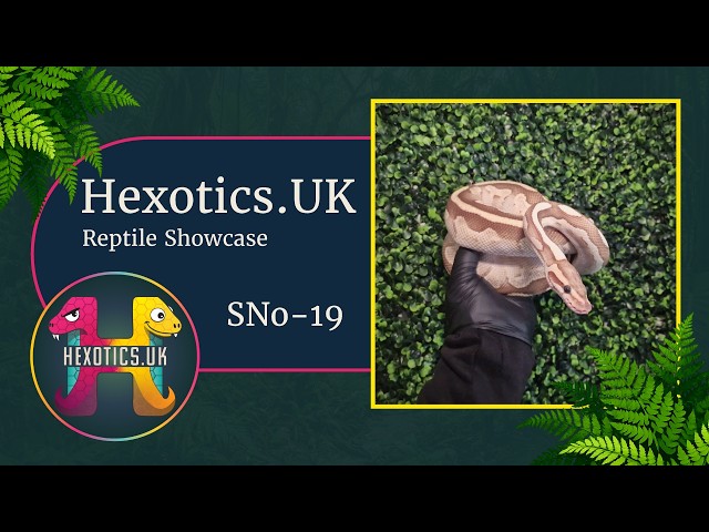 SNo-19 (M) Lesser het Red Axanthic - Royal Python at Hexotics.UK