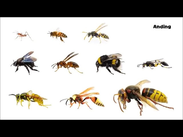 Anding: Stinging Insects - Picture Play