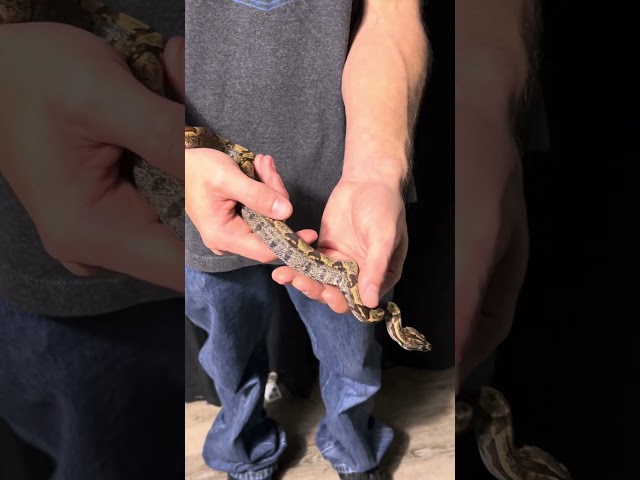 A kinky boa. This is 25-07 an IMG hypo boa with a kink in his spine.