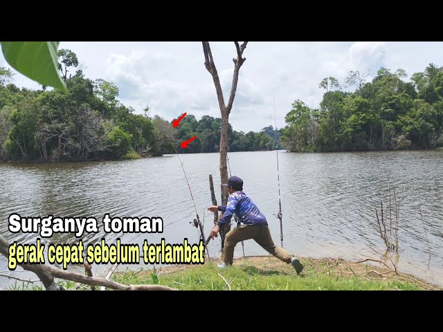 MOVE FAST!! Fishing for giant snakehead using fresh chicken meat bait
