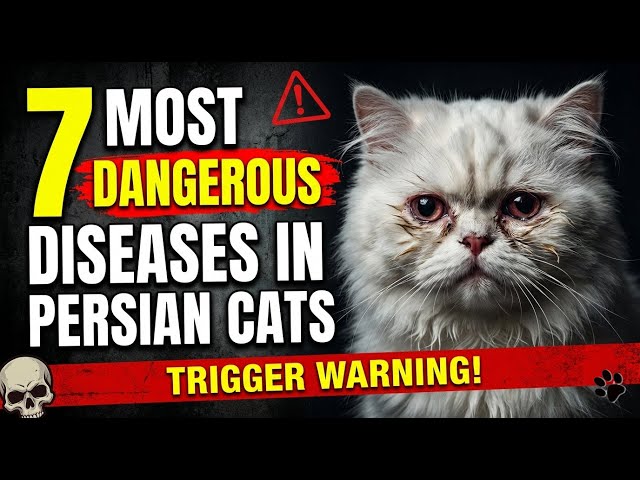 7 Dangerous Diseases in Persian Cats 😿| Persian Billi Ki 7 Sabse Khatarnak Bimariyan ⚠️ | Must Watch