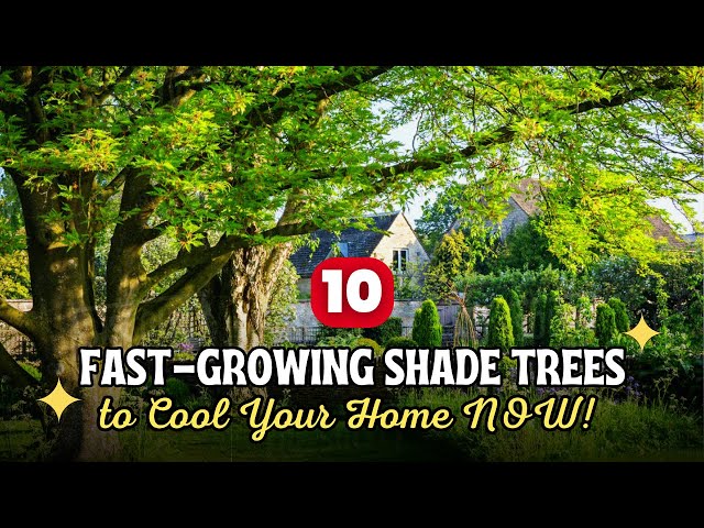 Impatient Gardener? Top 10 Fast-Growing Shade Trees to Cool Your Home NOW! 🚀🌳