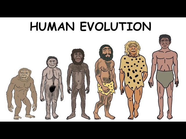 Every Human Evolution Explained