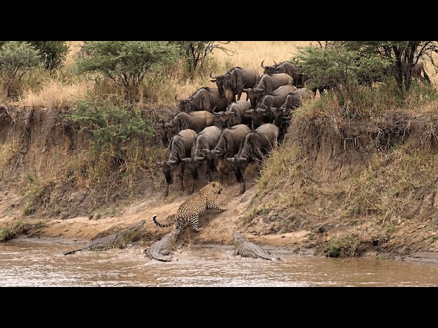 Wildebeest Formed a Wall and Left the Leopard With No Way Out