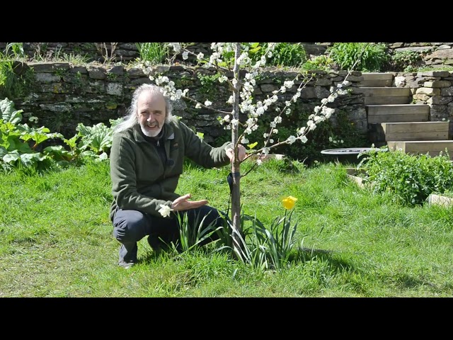 Fruit tree spring and autumn maintenance
