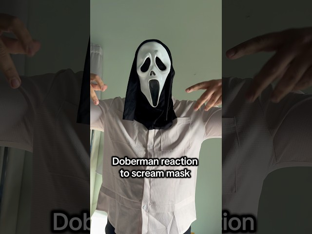 Testing my Doberman with Ghostface… wrong house🚪👻#Doberman #DobermanPinscher #GuardDog #DogReacts
