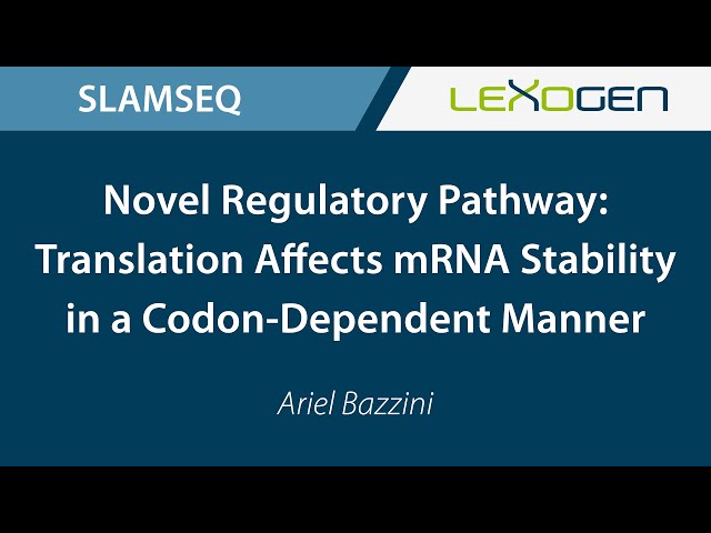 USER TALK: Novel Regulatory Pathway: Translation Affects mRNA Stability in a Codon-Dependent Manner