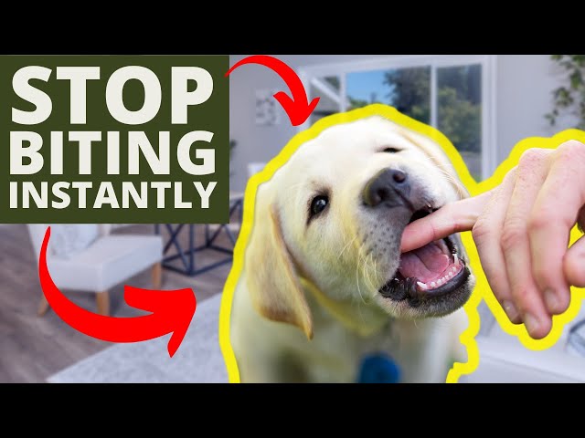 How To Stop Puppy Biting Instantly