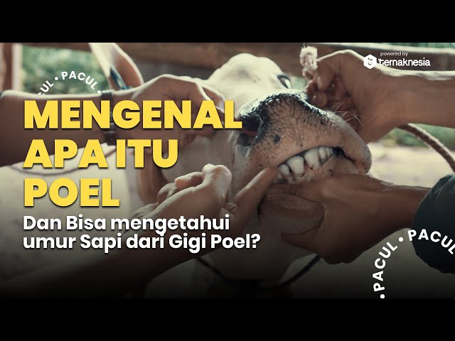 POEL PADA SAPI? APA TUH? KOK BISA BUAT LIAT UMUR SAPI?