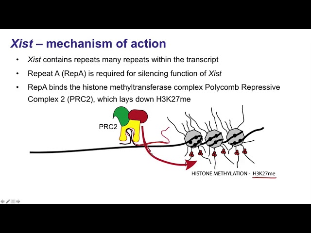 8.   Long noncoding RNAs Xist and HOTAIR