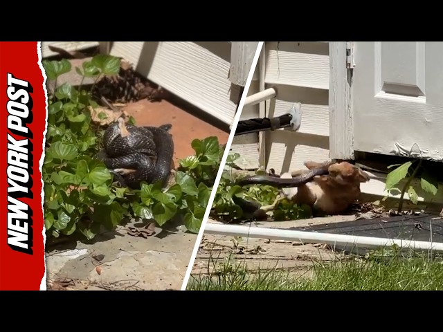 Wild Video Shows Mother Rabbit Forcing Snake to Release Her Baby