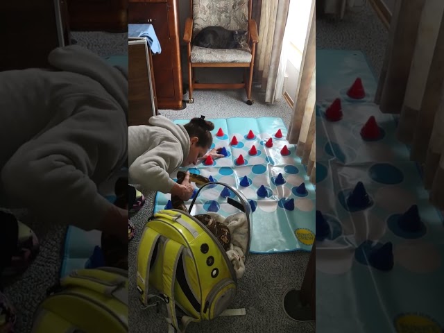 Python And Cat Play Giant Checkers TOGETHER!! 😅😯🐍🐈😅😀