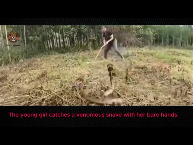 Fearless Girl Catches Venomous Snake with Bare Hands – Unbelievable! #animals #video #wildlife