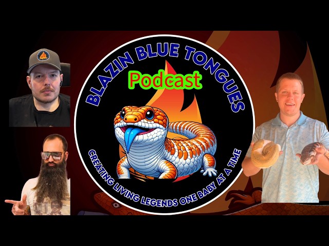 S3E8 Tallon of Dragon Ball Pythons keeps on track for success !