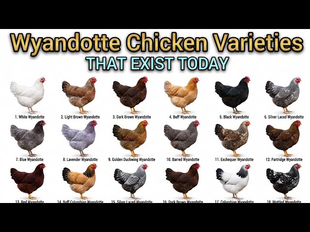 The Most Exotic WYANDOTTE Chicken Varieties You Didn't Know Existed