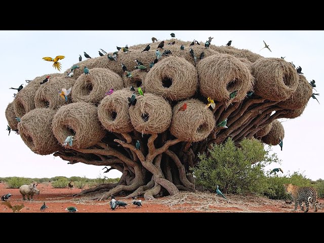 15 Amazing Bird Nests That Will BLOW Your Mind with Natural Architecture!